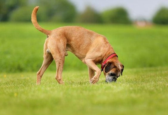 狗狗舔主人、舔自己、舔地板或者舔尿尿，都有不同的含义噢！