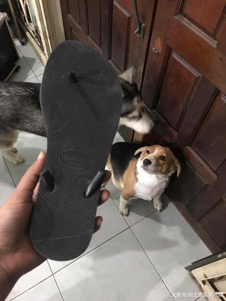 两只哈士奇变4只？拆家后微笑等主人，累了一天了快做饭去