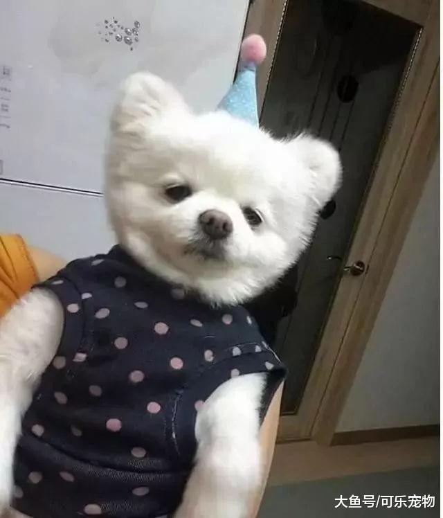 主人给宠物狗过生日，结果狗看到蛋糕无动于衷：本汪只想吃肉！
