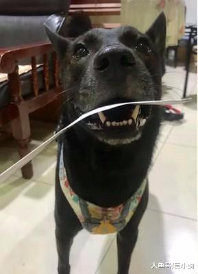 狗狗帮妈妈递信件，眼睛发亮等主人奖励，却被主人威胁要扣零食钱