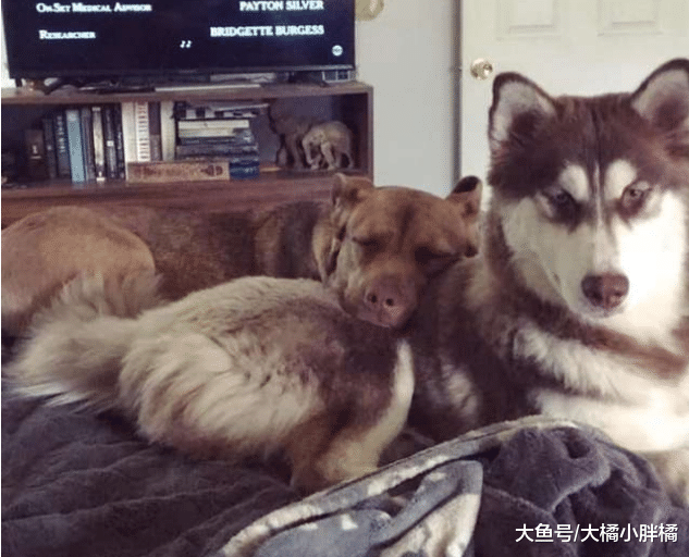 2个月大的狗狗被抛弃，求助3个月无人问津，它的愿望只要一张床