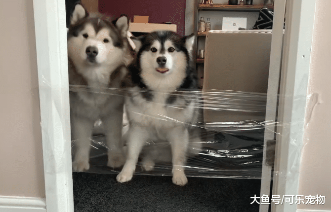 主人用胶带封门坑狗，结果二哈翻了个“帅气”的跟头，把胶带扯了