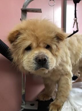 狗狗在门前躲雨，把脸贴门上不敢看人，吃完还是一脸不开心