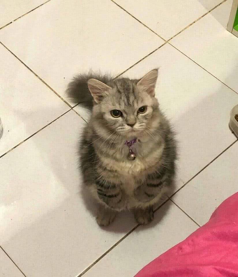 猫小时候vs长大后“讨食”，虔诚模样萌翻铲屎官，网友：神同步