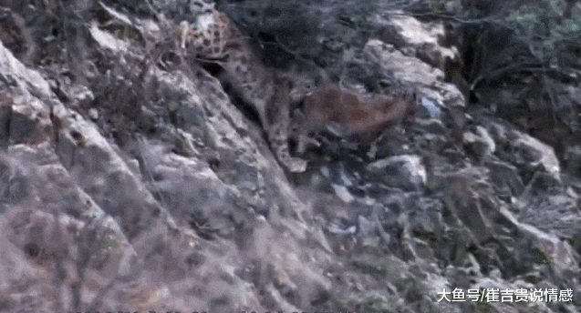 岩羊在悬崖边吃草，一头雪豹猛扑上来，“最丢人”雪豹从此诞生！