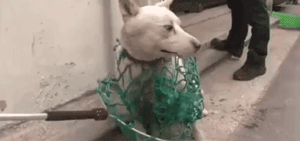 真实版“忠犬八公”：我用尽全身力气，只为再见你一面…