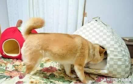 猫咪看不惯柴犬的窝比它的大，于是敲了敲狗窝：汪汪你出来一下