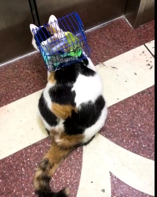 貓咪坐電梯，背著鳥籠外出溜鳥，貓：鏟屎官，記得付工錢