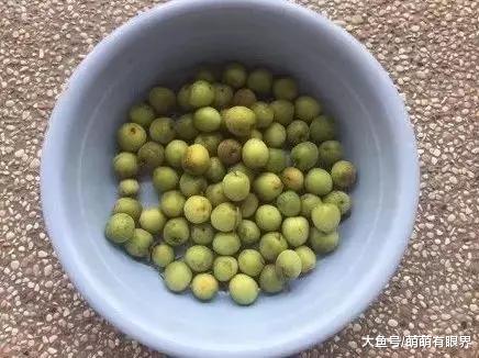 铲屎官晒了一盆梅子，可是每次去翻梅子的时候，总闻到一股臭味……