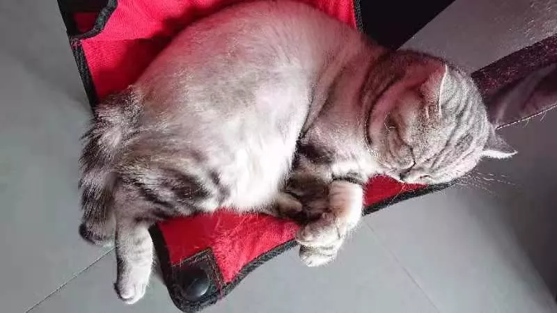 大头猫咪天生爱吃醋，一早起身就霸占主人的大腿不让另外两只猫咪靠近