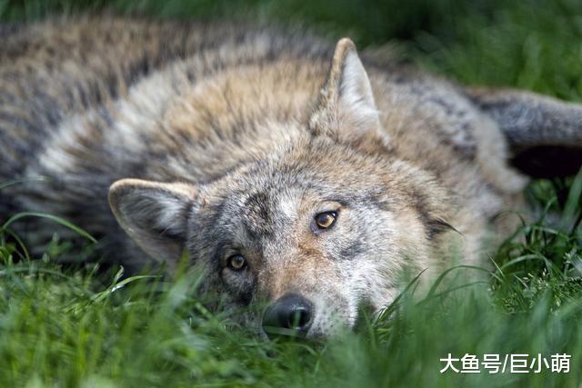 养什么狗狗开销最大？看看以下8种，你家的狗狗在这其中吗