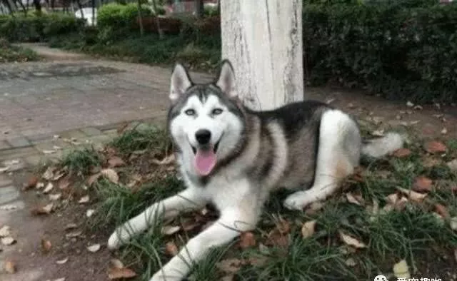 宠物狗路过狗肉馆救下一只哈士奇，将其带回家后，觉得自己做对了