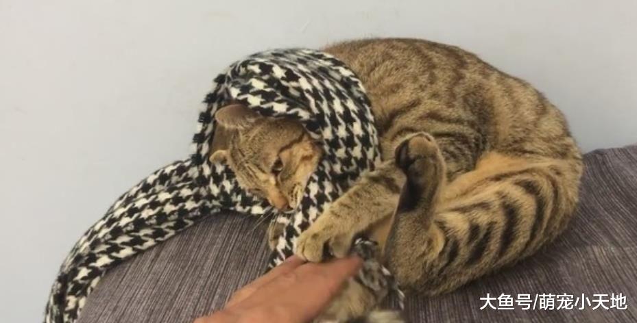 猫主人好卑微！喵贵妇抢围巾秒变小恶霸，饲主哭笑不得：这是进贡