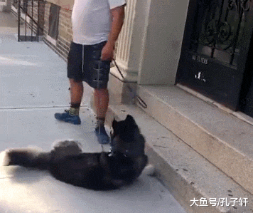 被拖着走的狗子, 以为是虐狗, 结果让人心疼