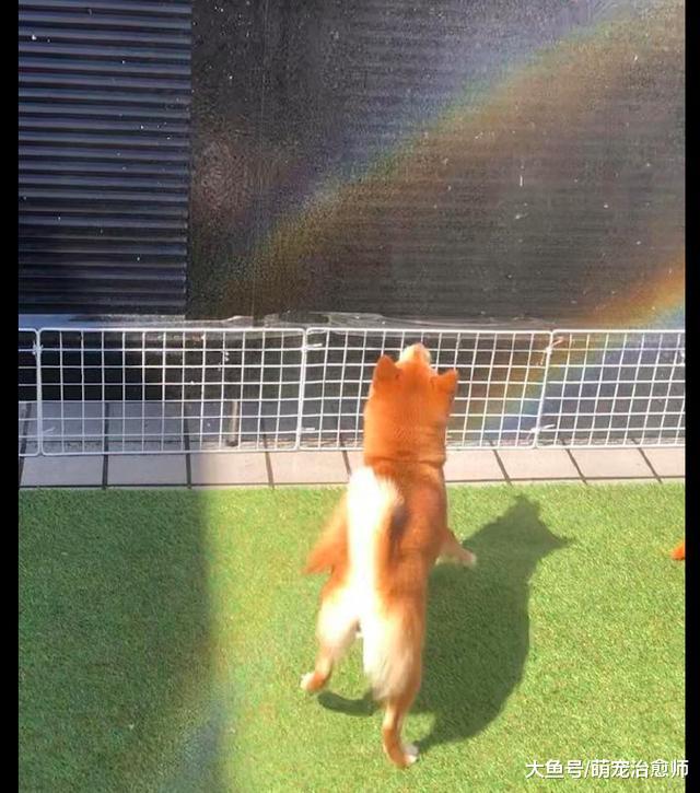 天空中出现几道彩虹，柴犬跑过去还想要张嘴去吃，这是真吃货呀！