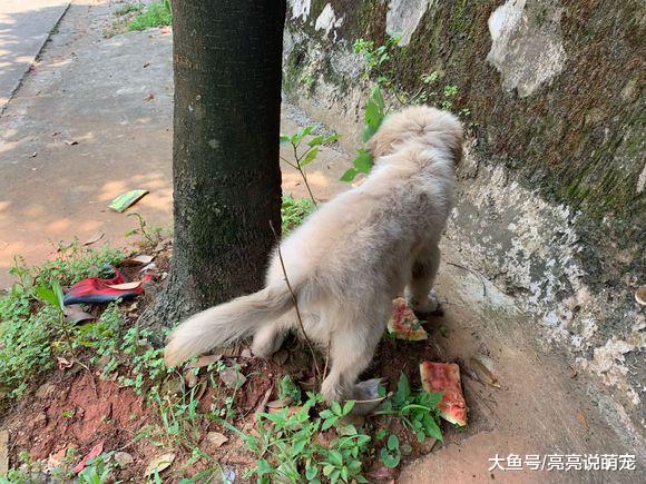 什么叫穷开心？金毛用行动告诉你，家里什么都没有依然开心