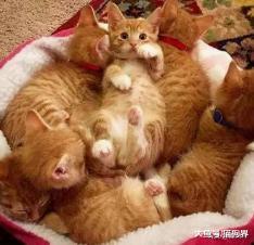 我们国内的本土猫，颜值丝毫不输国外的品种猫！