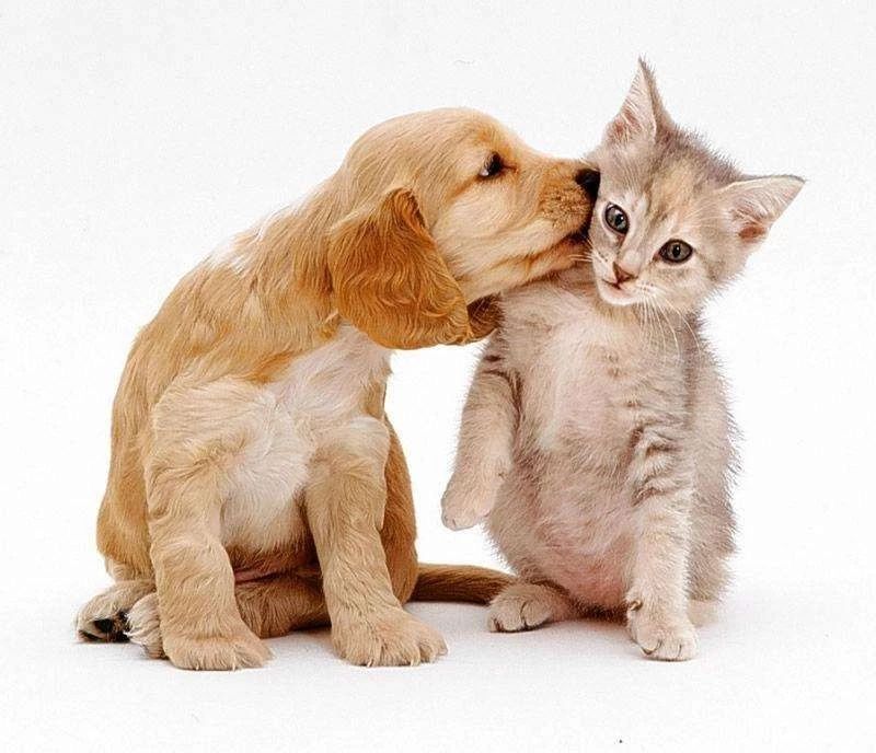 全球抑郁症患者超三亿，铲屎官分享她的抗抑郁经历：猫救了我的命