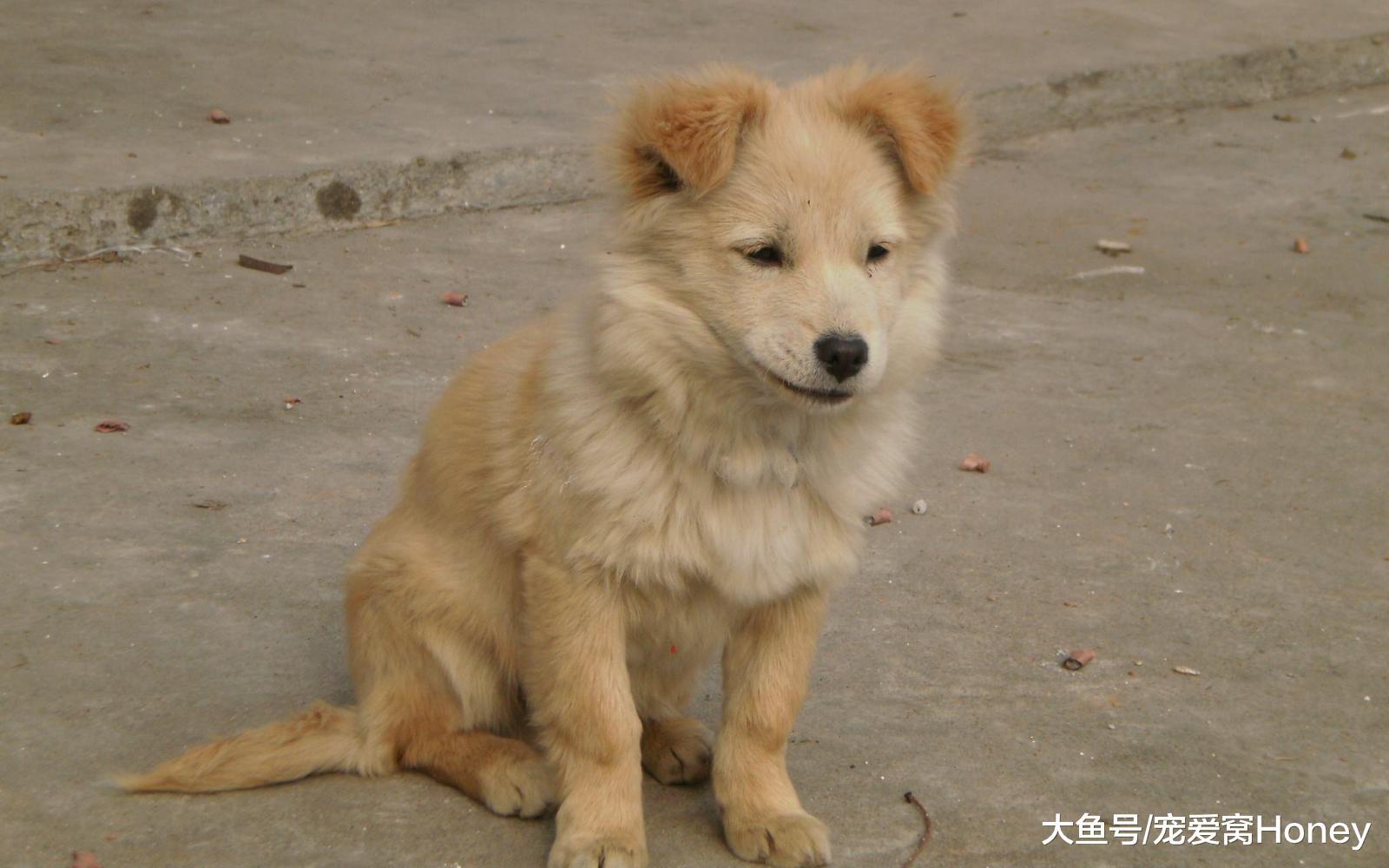 第一次養狗到底養公的還是母的好？建議選擇母狗，理由在這里