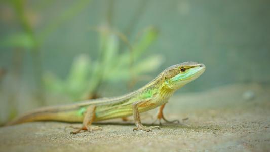 世界上，漂亮的5种蜥蜴，你最喜欢哪种呢？