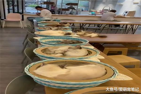 妹子开了一家咖啡馆，凭借店内15只猫咪而走红，网友留言想去偷猫