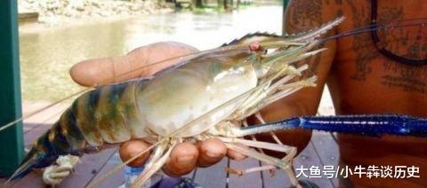 湄公河一天可以钓10多斤大河虾，这种超大的巨型河虾见过吗？