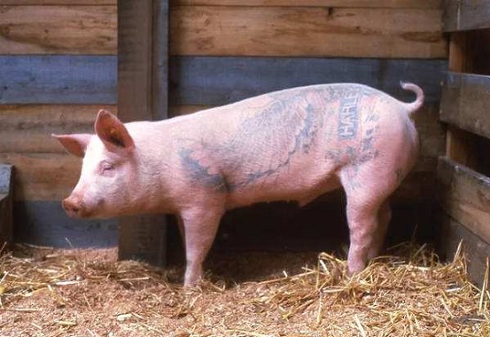 男孩学纹身被父亲拒绝，无奈拿家猪做实验，看到结果时父亲傻了眼！