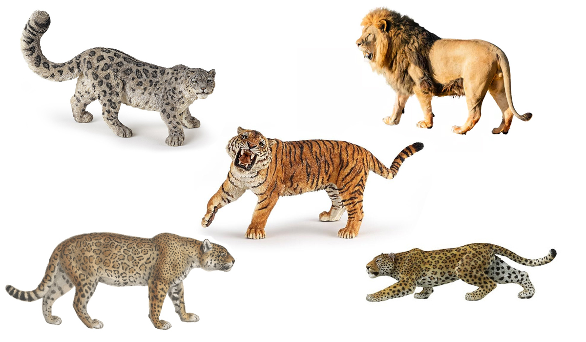 猫科豹属里面的所有动物，哪种实力最强？哪一种又最弱？