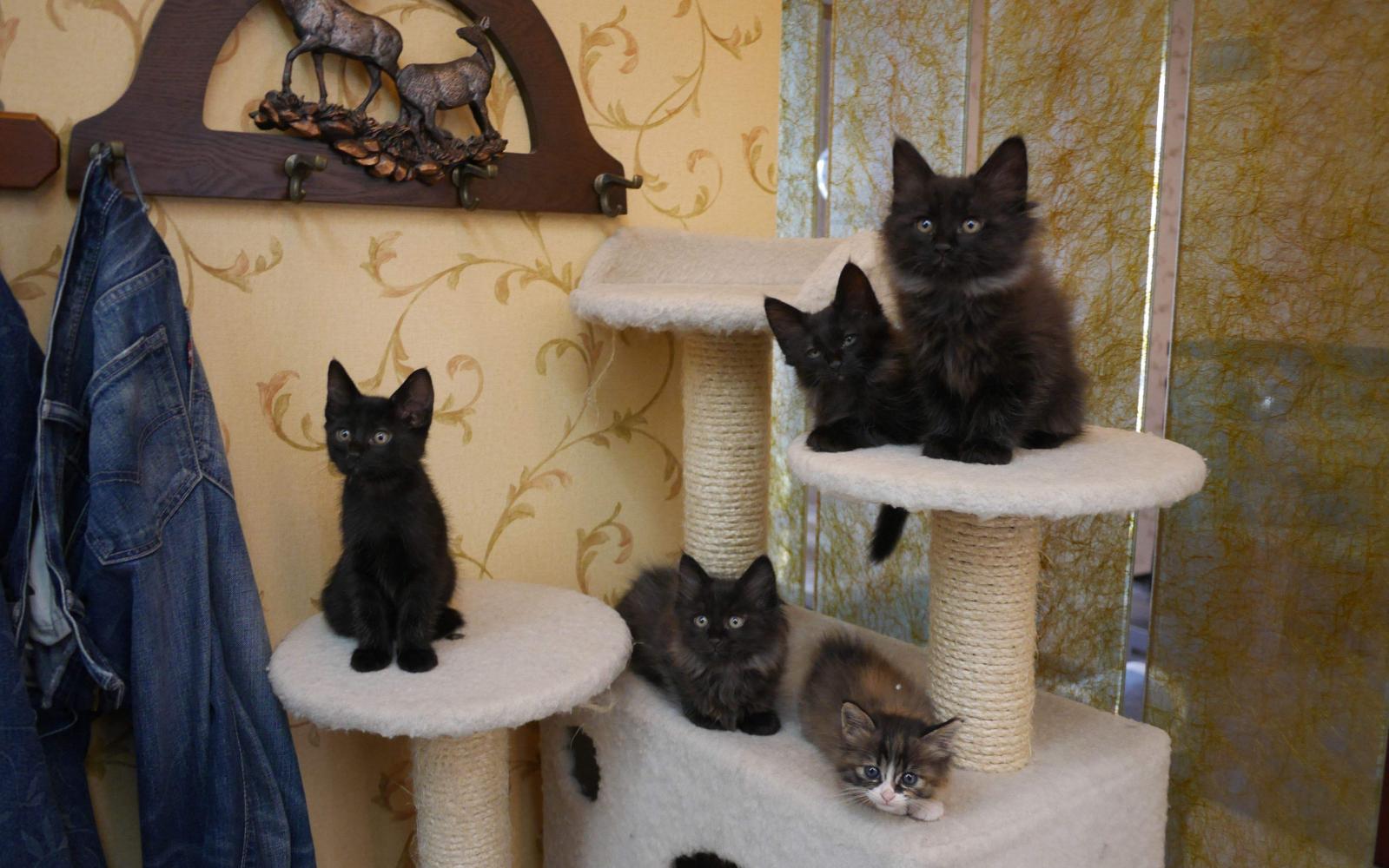 娶個惜貓如命的老婆，家里養38個寵貓外面N個流浪貓，是啥感覺？