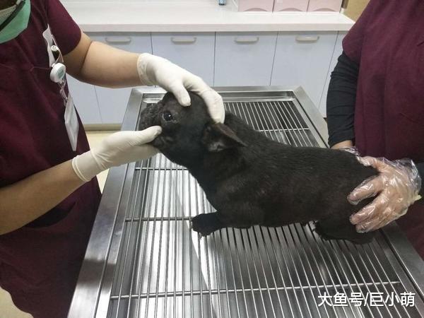 上海举办世界犬展，当地却40元卖狗肉，被人质疑这也能开狗展？