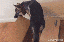 最“没用”的5种狗狗, 胆小如鼠, 就一个字——“怂”!