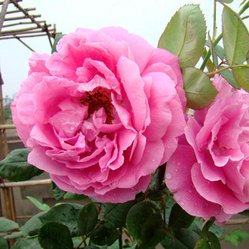 夏季如果管理养护不到位，月季非常容易死亡