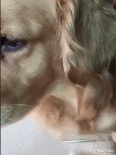 网友给金毛梳理下来的毛发，却成了小鸟用来筑巢的神器，好有爱啊