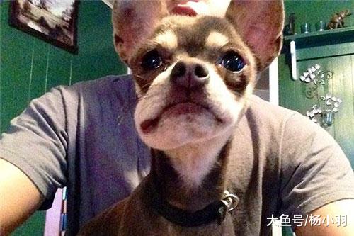 柴犬出去一趟尖脸变方脸，哈喇子流好长，主人看懵“谁家的狗？”