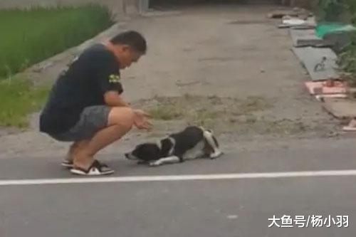 当两只小奶狗被救出，狗妈突然现身，扑倒在地“叩谢”营救人员