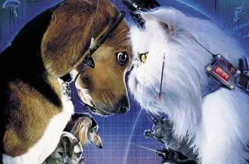 什么！？爱猫的我竟然是犬系的？