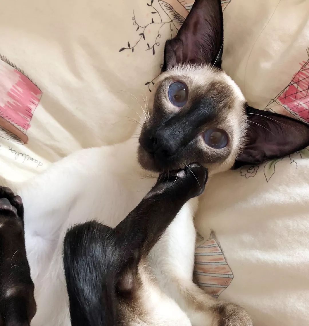 明明是我猫生的崽！怎么长得像隔壁老王的娃？