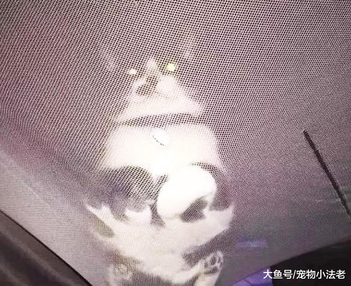 铲屎官为了防止猫咪上床，想尽办法，结果却让人不忍直视！