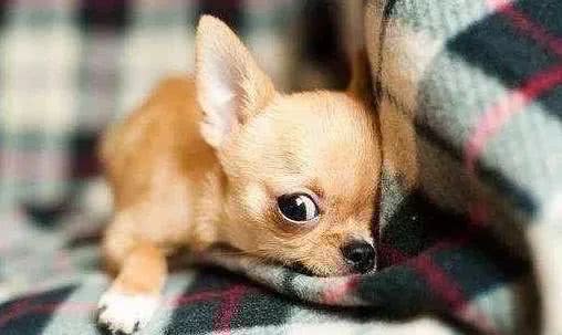 因你的这些行为，狗狗才会越来越讨厌你