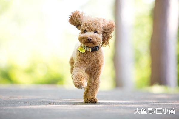 大脑袋就比小脑袋聪明？所以大狗就比小狗聪明？