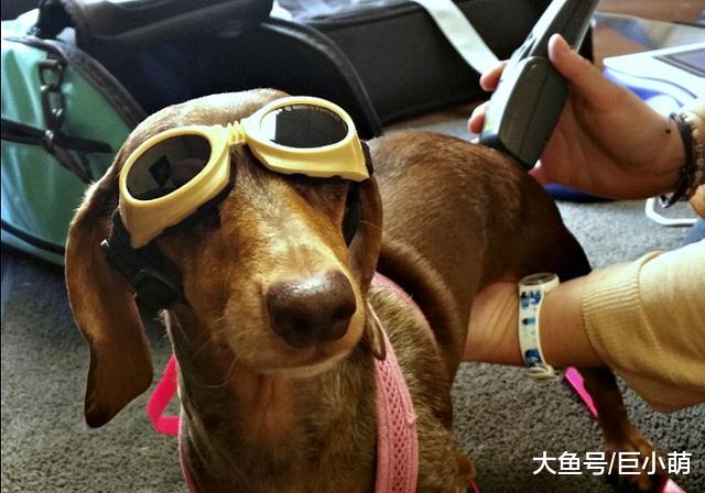 揭秘：激光对狗狗是安全的吗？激光治疗是怎样一种存在？