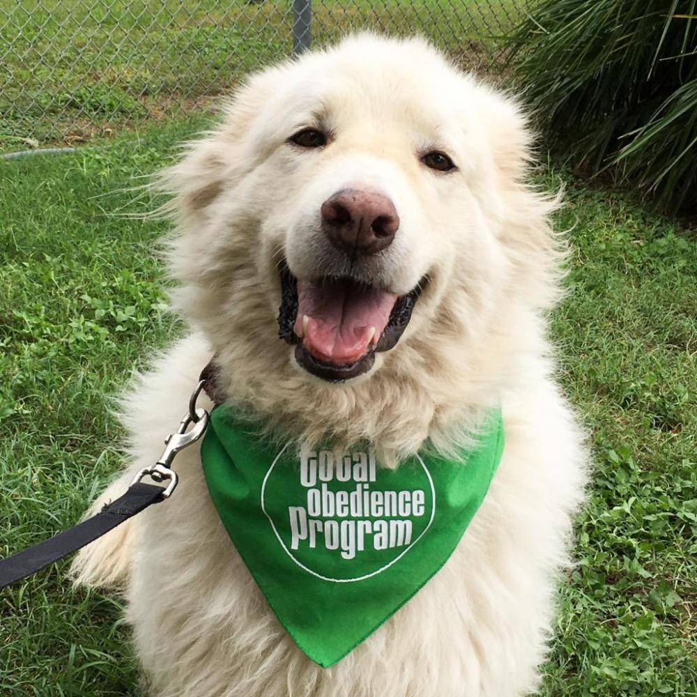 如果金毛有这“3点表现”, 说明它要背叛主人, 随时会离家出走