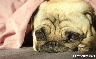 狗狗总是“拉稀”？其中的这5个原因，你真正了解过没？