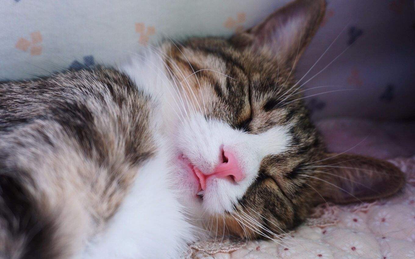 辟谣，猫咪吐舌头可不是散热哦，这很有可能是疾病信号