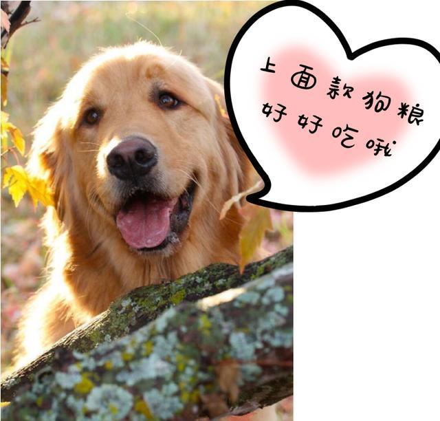 如果你在养金毛, 劝你别做这6件蠢事, 否则会伤害到它!