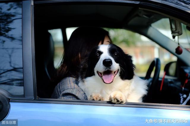 怪不得边牧价格不高，却很少人养，看了第一点就明白了