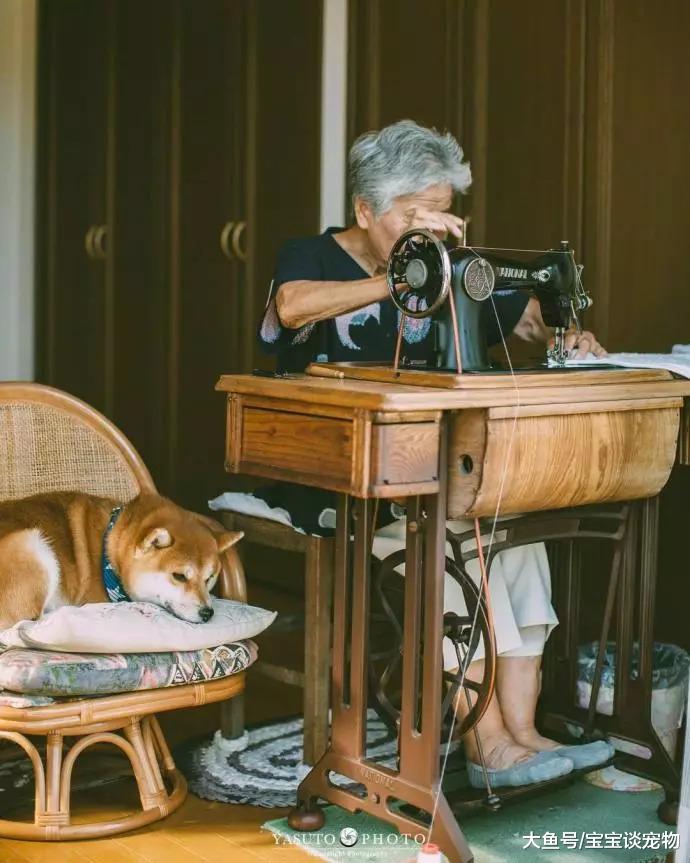 爷爷去世后，陪伴奶奶的是这只柴犬...被这些日常给暖哭了！