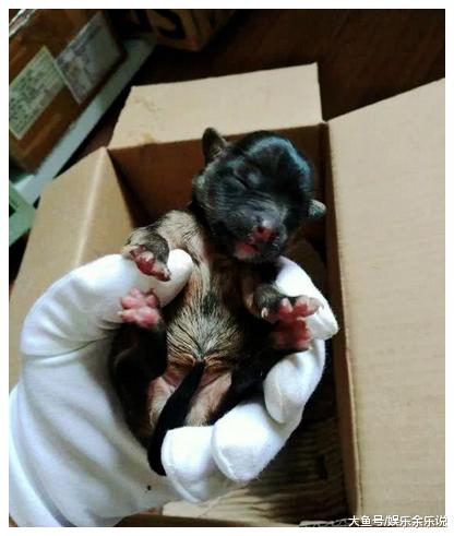 快递小哥哥路过垃圾堆，听到里面传出狗叫，找到后一看不淡定了