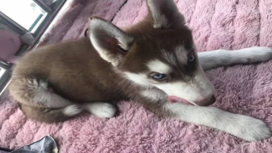 七夕节到了，二哈在家里做了一件事，老婆质问我：为什么要养二哈