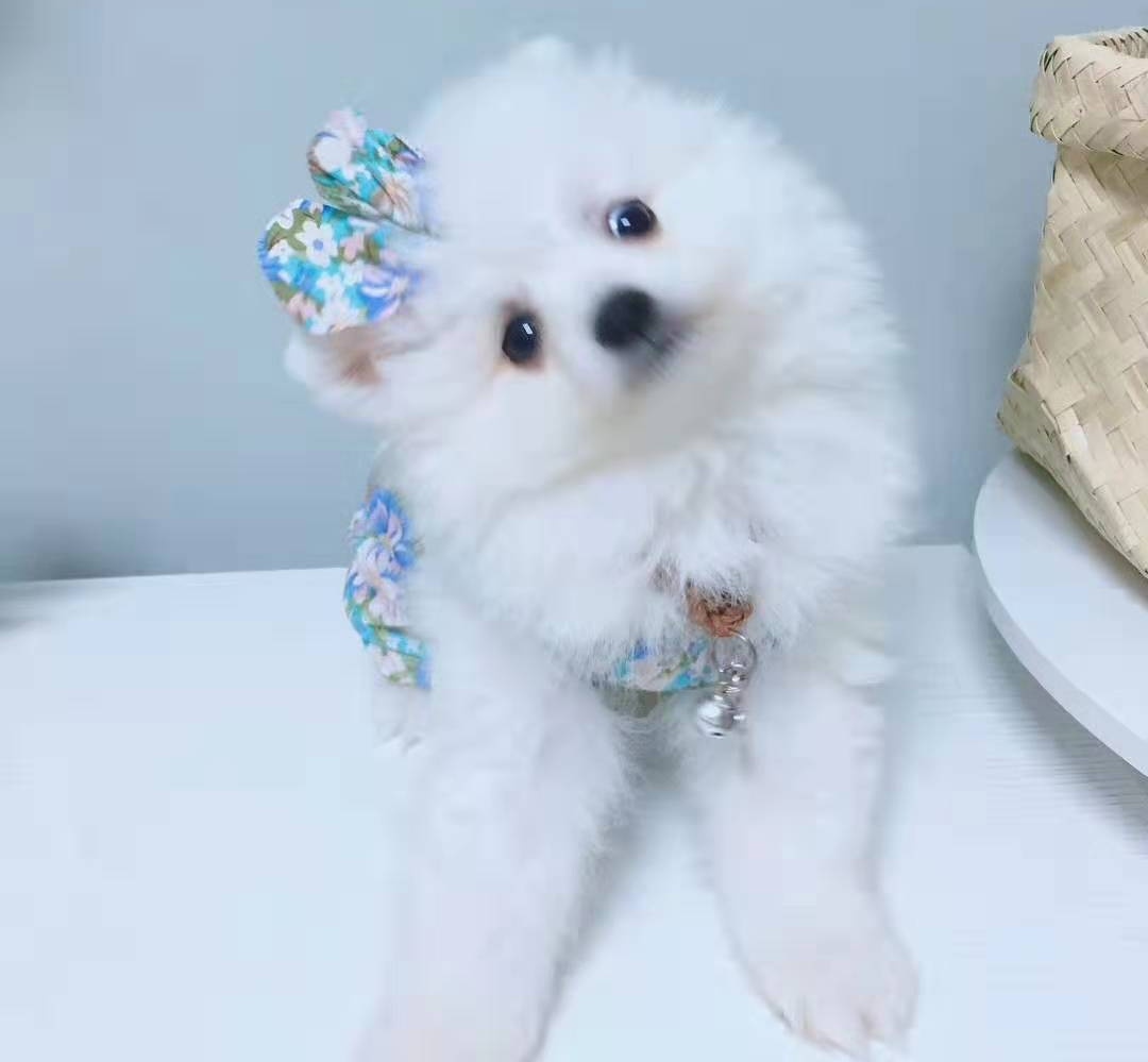 给博美犬穿了一件碎花裙，网友：将它温柔可爱的性格衬托的更加明显